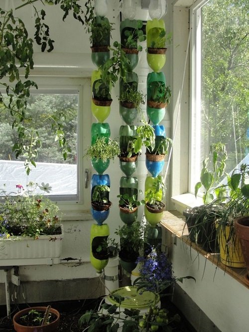 Vertical Hanging plastic soda bottle Herb Garden