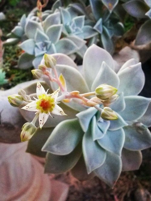 Succulents with Different Color Flowers 7