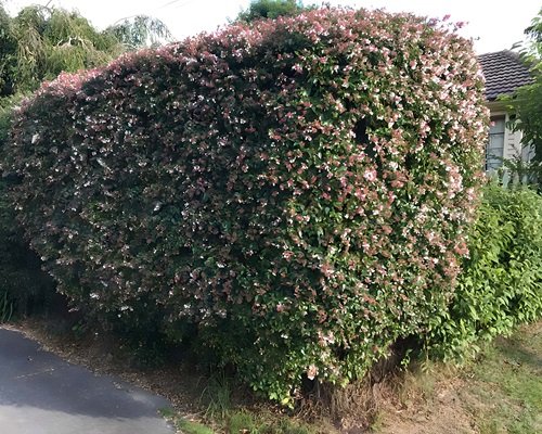 5-6 Foot Evergreen Shrubs For Privacy 78