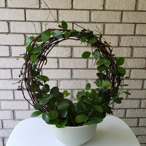 Grapevine Wreath with Hoya