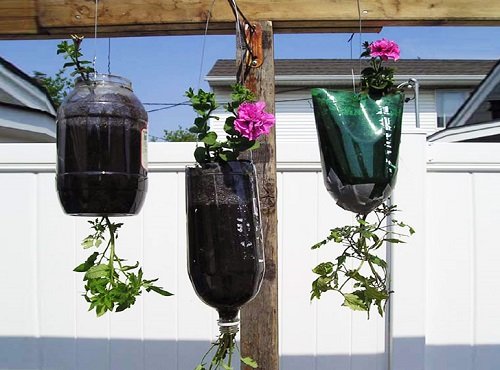 Clever Ways to Use Soda Bottles in the Garden 1
