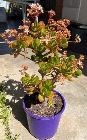 11 Different Types of Jade Plants that Flower