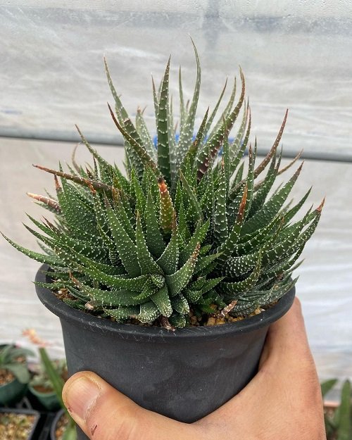 Zebra Cactus Plants that Look like Aloe Vera 