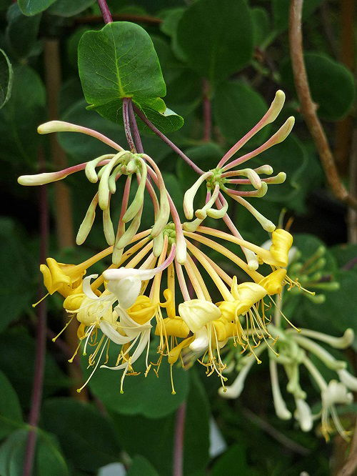 Amazing Different Types of Honeysuckle Varieties You Can Grow