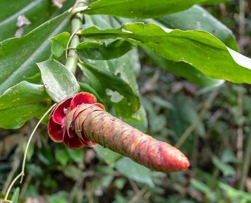 Plants that Look like Penis