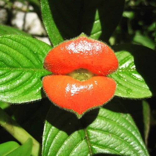 Bonus - Lips Plant