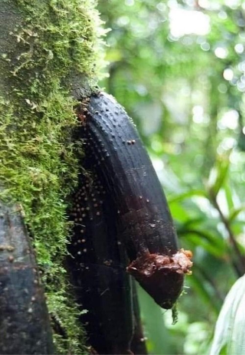 Surprising Plants with Penis-Resemblances 3