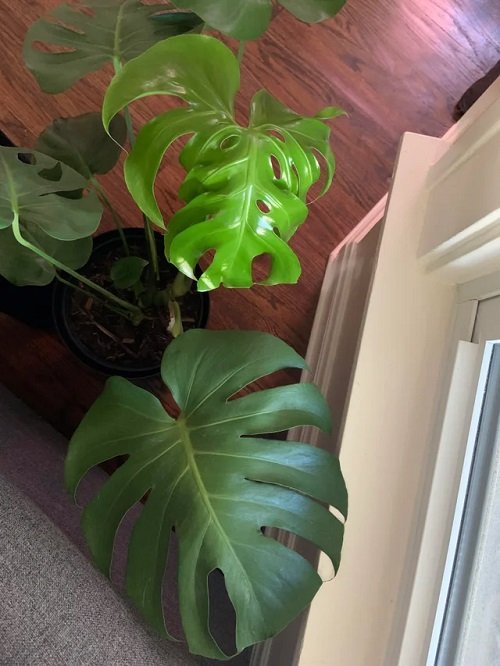 Common Monstera Plant Problems and Their Solutions