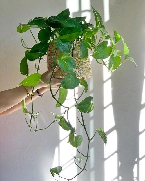 The Best Tips for trailing Pothos  