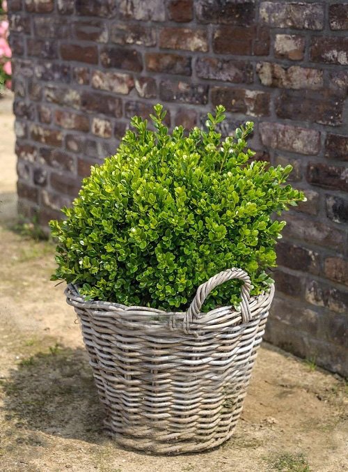 Japanese Boxwood in your garden