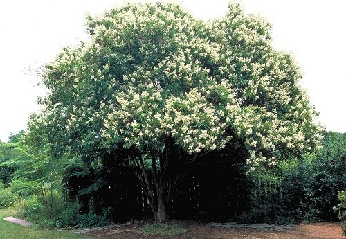 Japanese Crepe Myrtle tree near fence