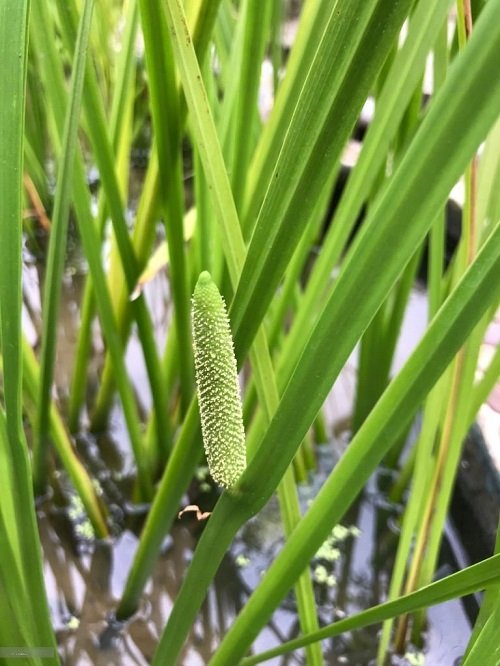 Similar-Looking Plants for Cattails