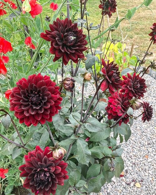 Black Dahlia Flower Varieties  in garden