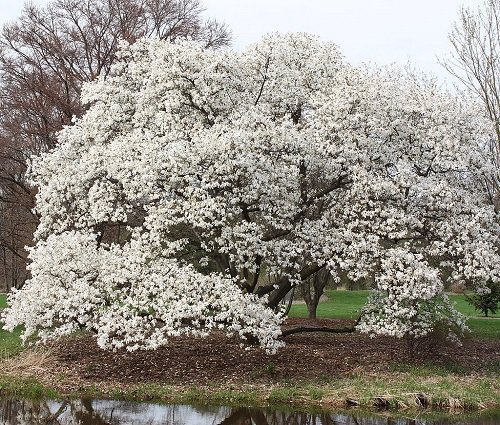 Kobus Magnolia tree near pond