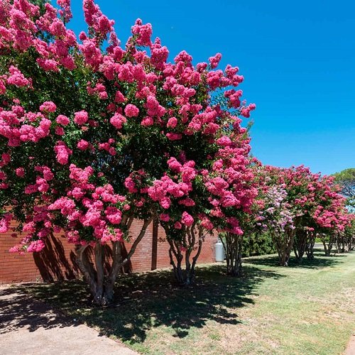 Landscaping Ideas with Crepe Myrtles 16