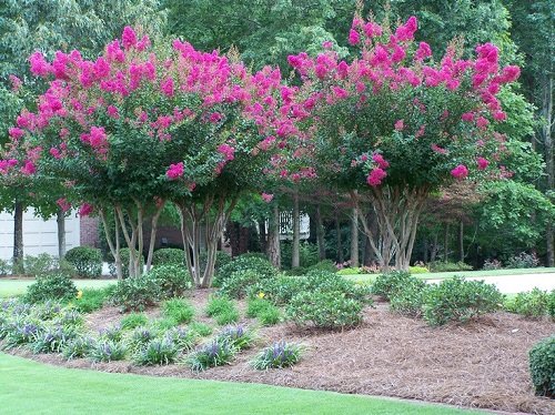 Landscaping Ideas with Crepe Myrtles 20