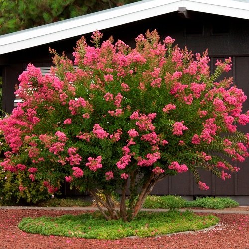 Landscaping Ideas with Crepe Myrtles 12