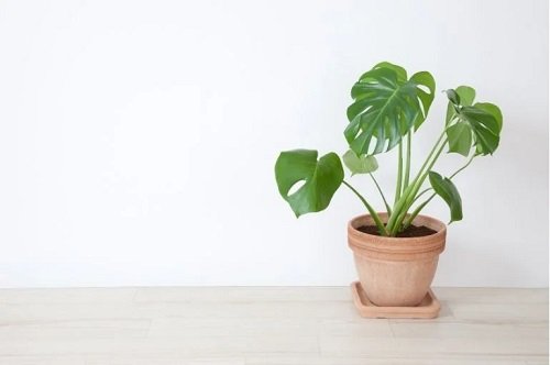 slow growth monstera plant 12