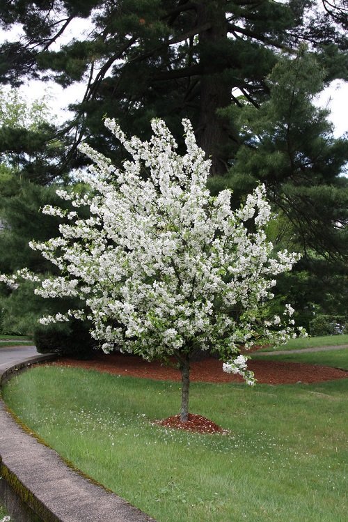 Donald Wyman’ Crabapple tree in garden