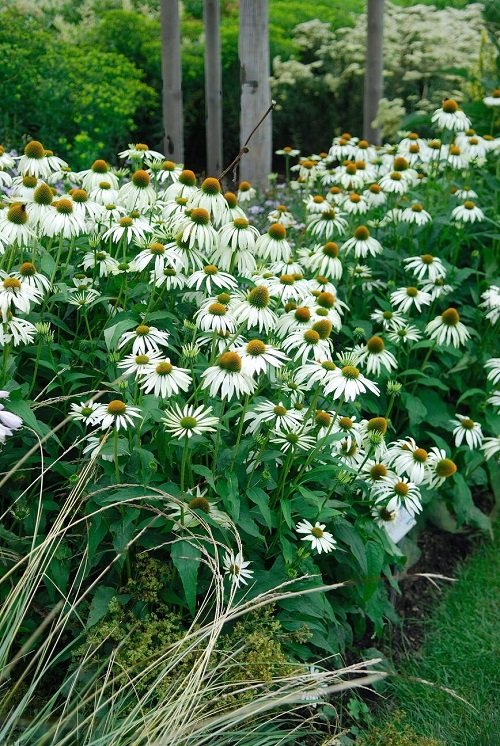 beautiful coneflower various types for your outdoor space 