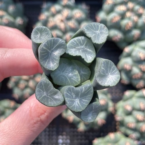 Plants that Look like Rocks and Stones 8