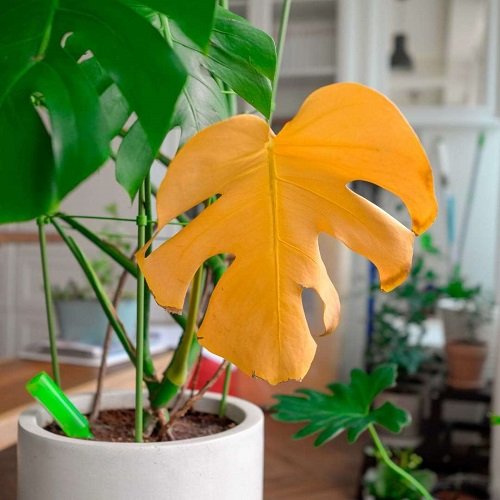 Common Monstera Plant Problems and Their Solutions 2