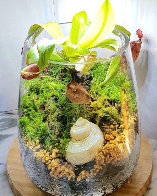 Carnivorous Plant Terrarium Ideas 5