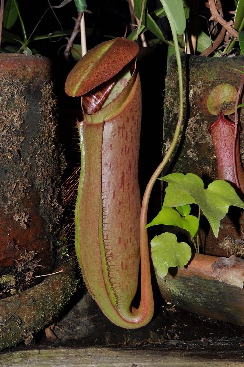 Unexpected Plants with Penis-Like Features 