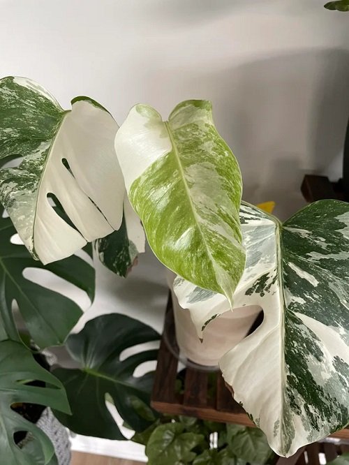 Common Monstera Plant Problems and Their Solutions 10