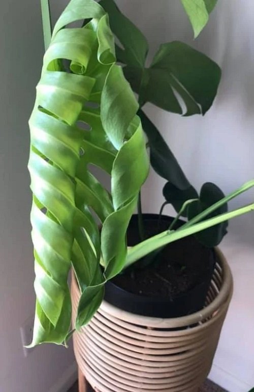 Common Monstera Plant Problems and Their Solutions 15
