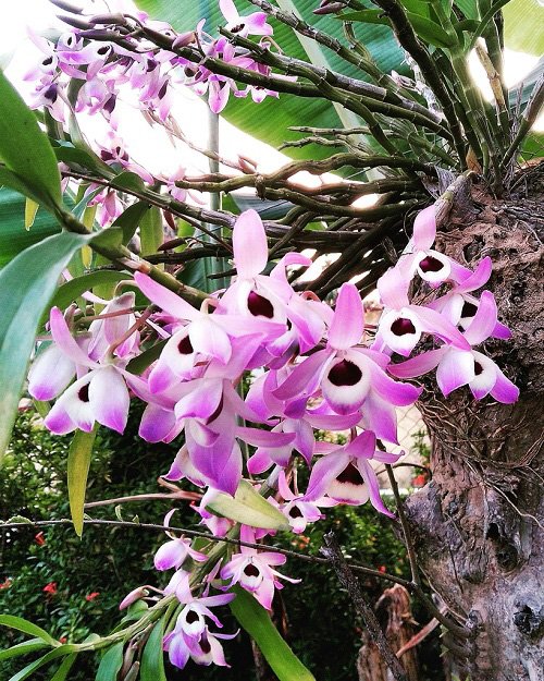 Noble Rock Orchid Flowers That Look Like Eyes 