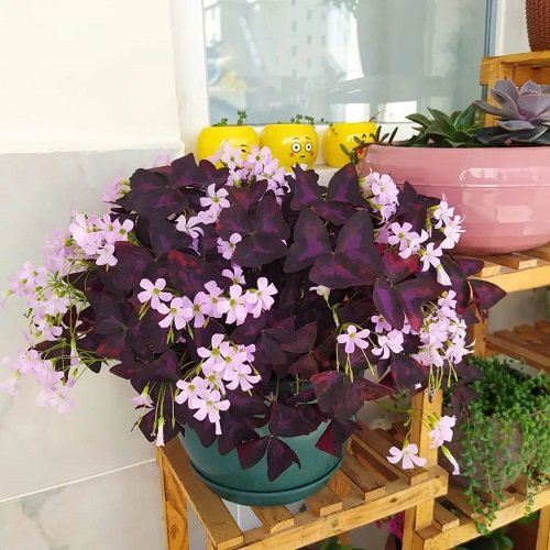 Indoor Plants that Grow Rare Beautiful Flowers 5