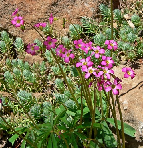 Oxalis Magnifica Kunth
