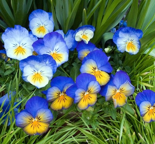 Best Blue and Yellow Flowers 9