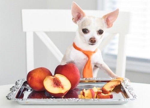 peach Fruits Dogs Can Eat