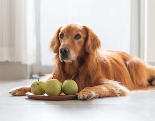 dog eats pears 