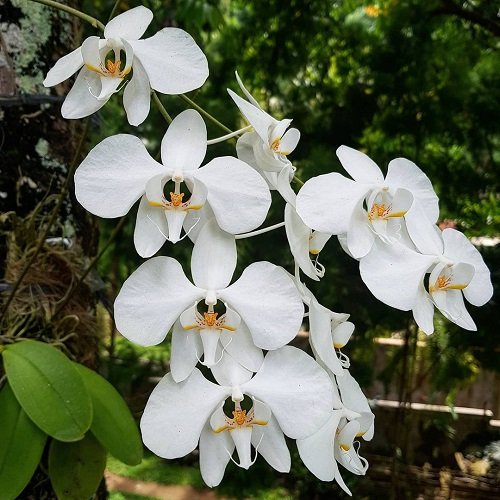 moth orchids Look Like Animals