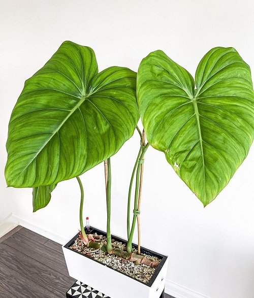 Plants Having an Appearance of Elephant Ears But Are Not 14