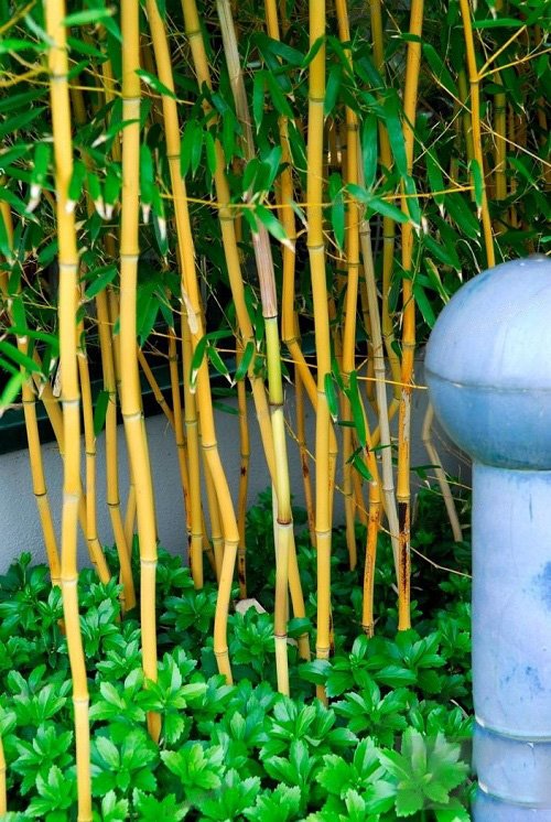 Types of Bamboos to Grow in Containers & Indoors 18