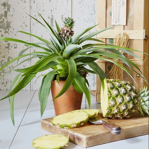 Pineapple Plants that Look like Aloe Vera 