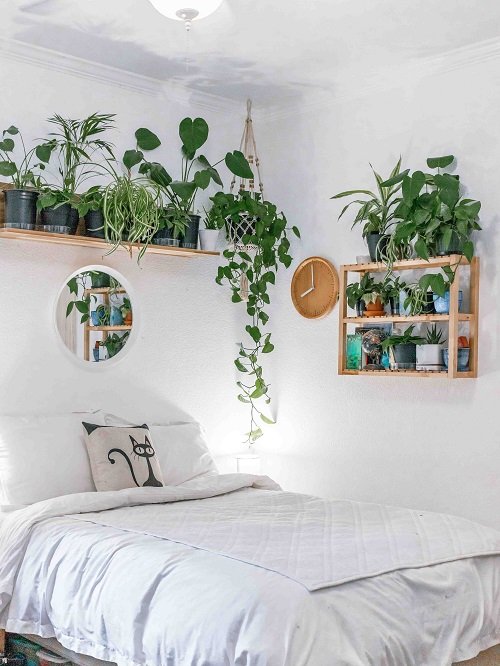 Plant Collection on the Bedroom Shelves