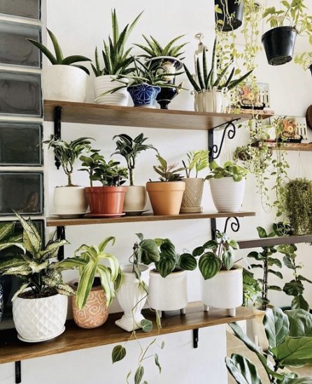 28 Plant Collection on the Shelves Pictures | Balcony Garden Web