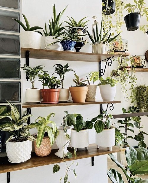 Plant Collection on the Succulents Shelves