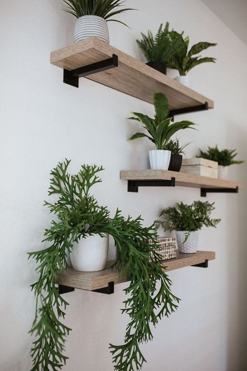 fern Plant Collection on the Wooden Shelves