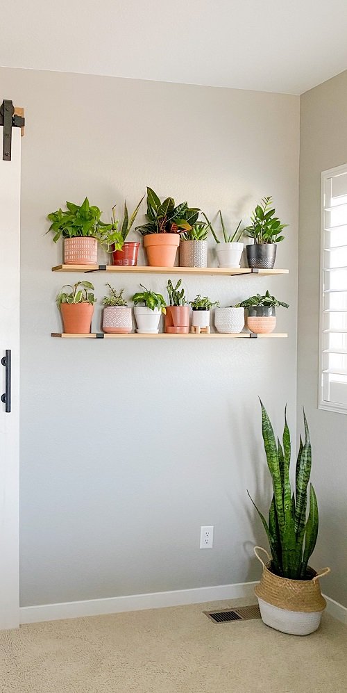 Plant Collection on the window Shelves