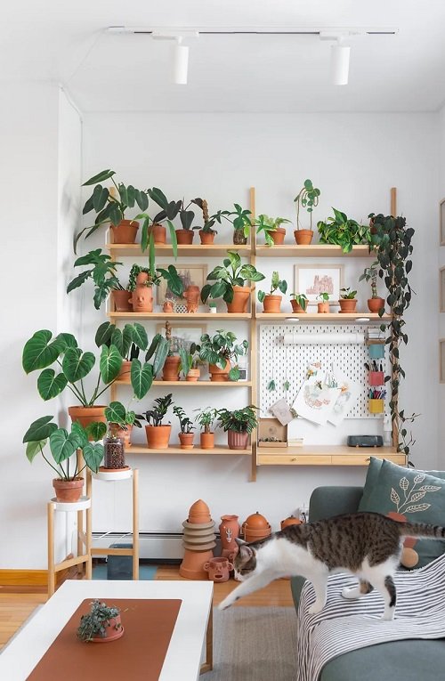 Clay planter Plant Collection on the  Shelves