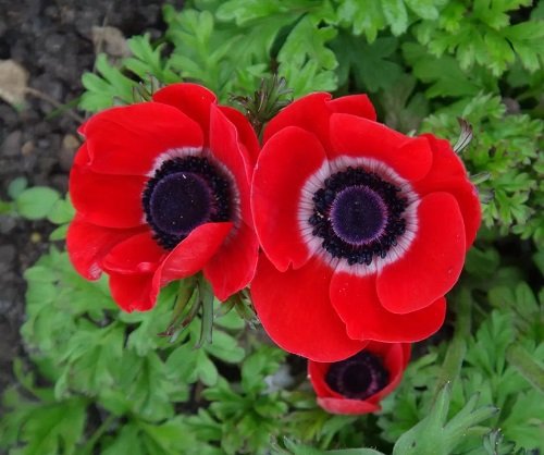 Poppy Anemone plant look like eyes