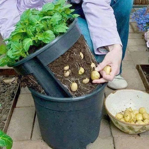 grow tasty vegetable 4