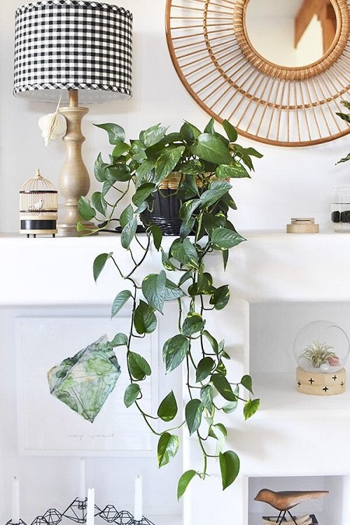 How to Get Pothos to Trail | 10 Best Tricks 1