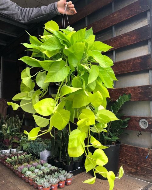 The Best Tips for trailing Pothos  Rotate Regularly